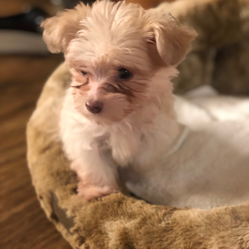 Meet your Posher, Louso